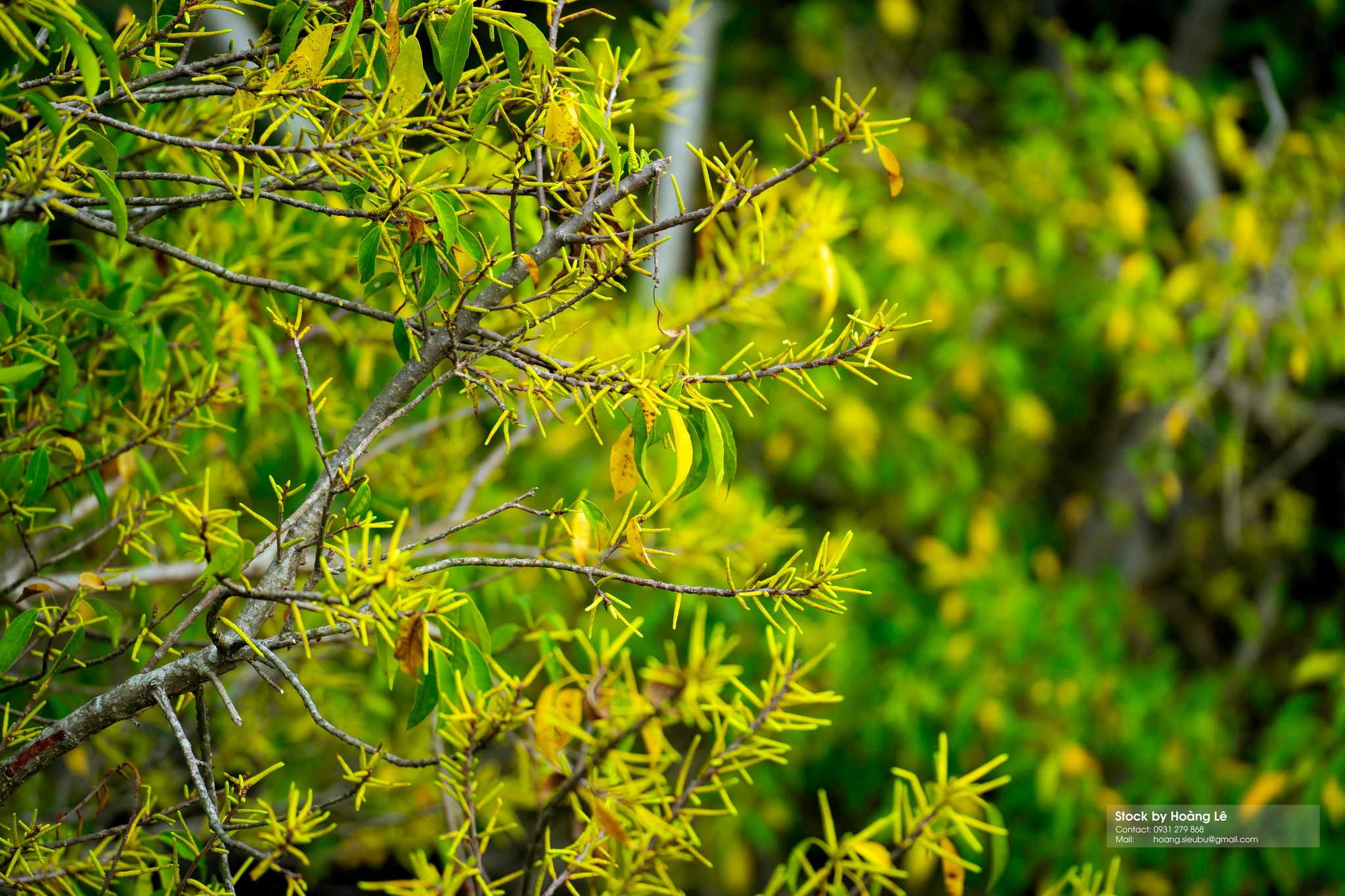 Rú Chá Mangrove Forest Hue